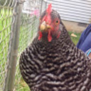 Meet your Posher, Kim